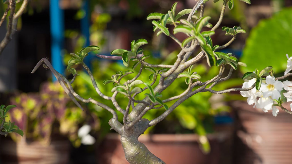 How to care for a desert rose