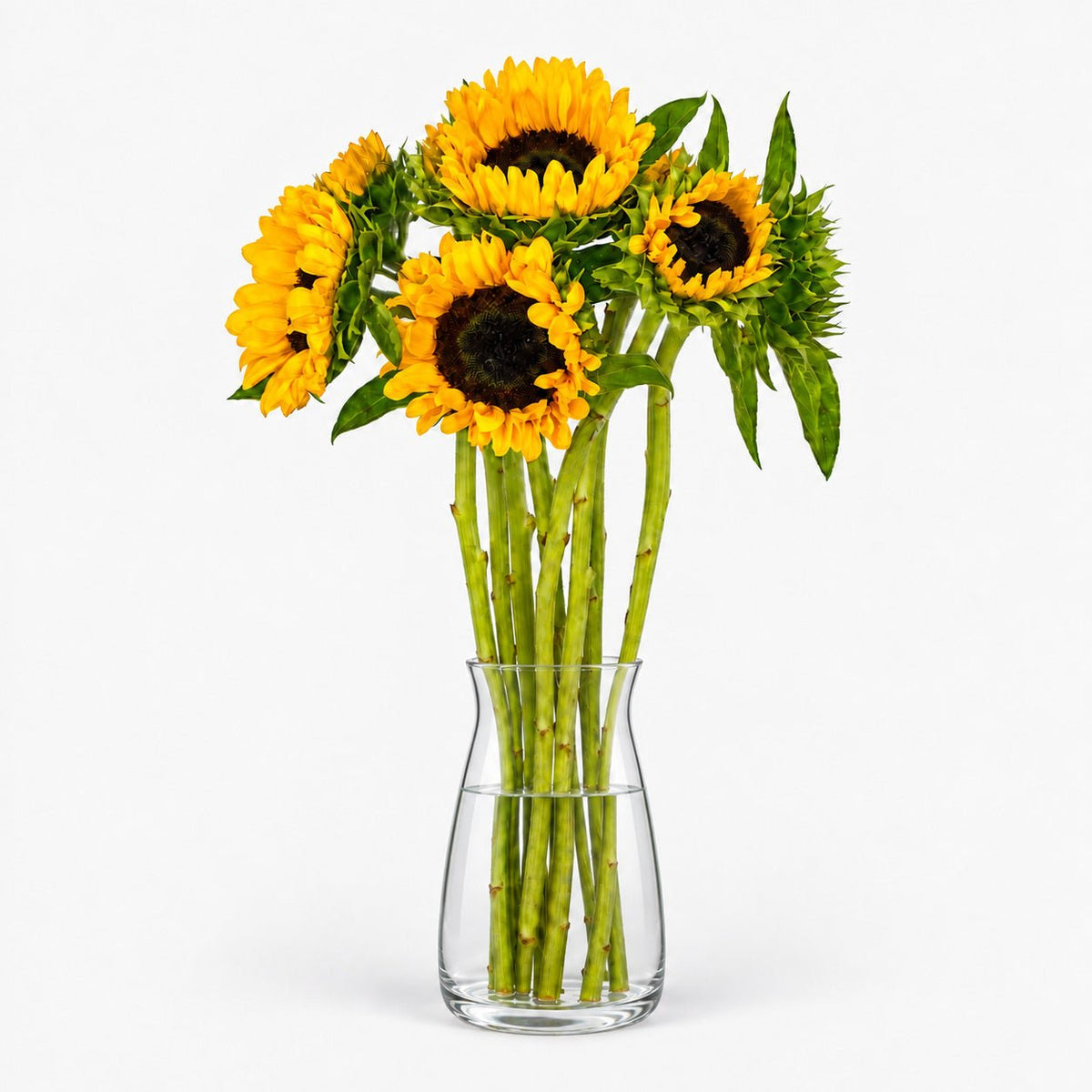 Cómo elegir flores a granel: claveles, gerberas o girasoles - Persa Flores