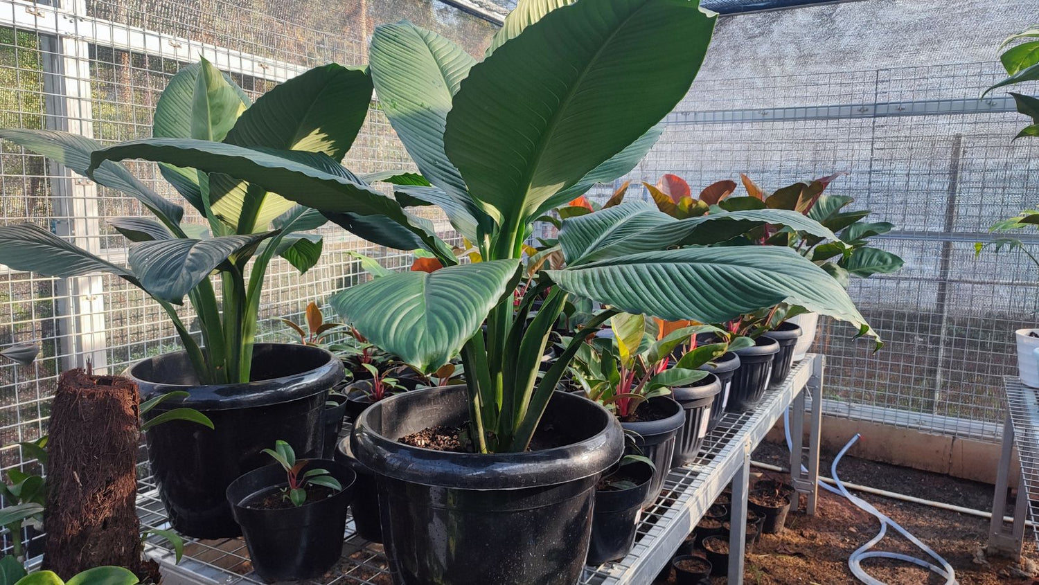 ¿Cómo se cuida la Strelitzia Nicolai? - Persa Flores
