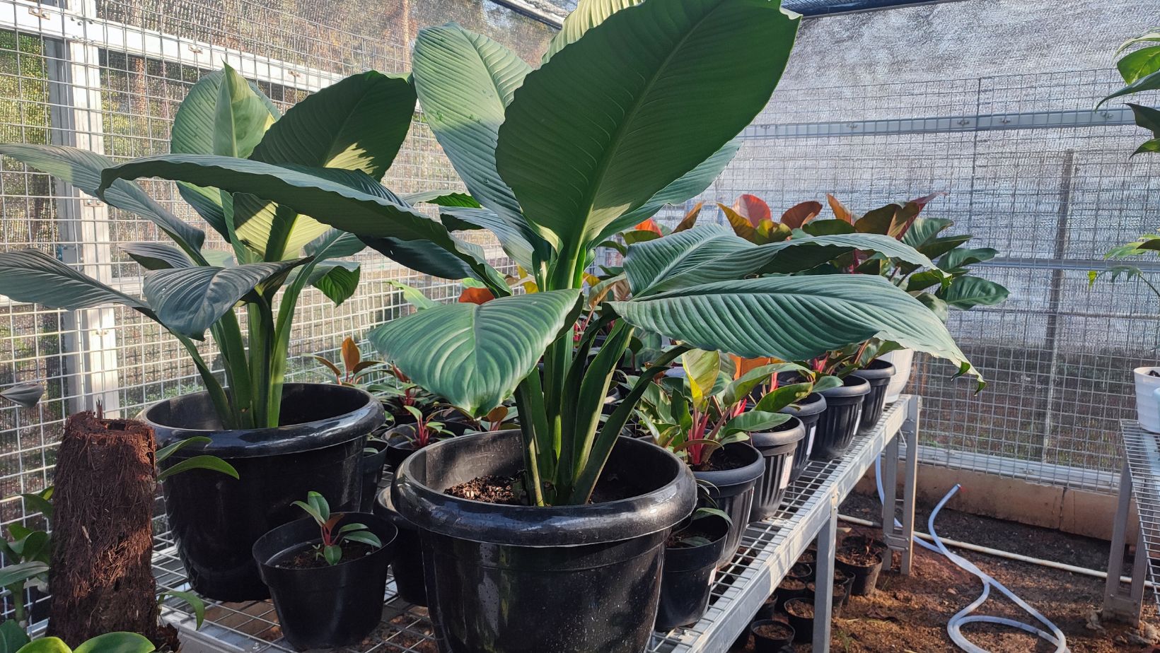 ¿Cómo se cuida la Strelitzia Nicolai? - Persa Flores