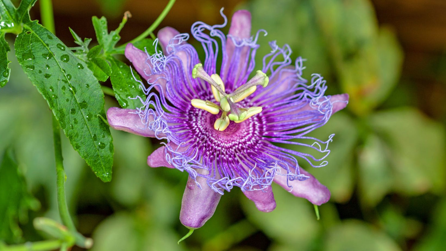 ¿Cuál es el origen de la pasiflora? Descubre su historia y cómo incorporarla en arreglos florales - Persa Flores