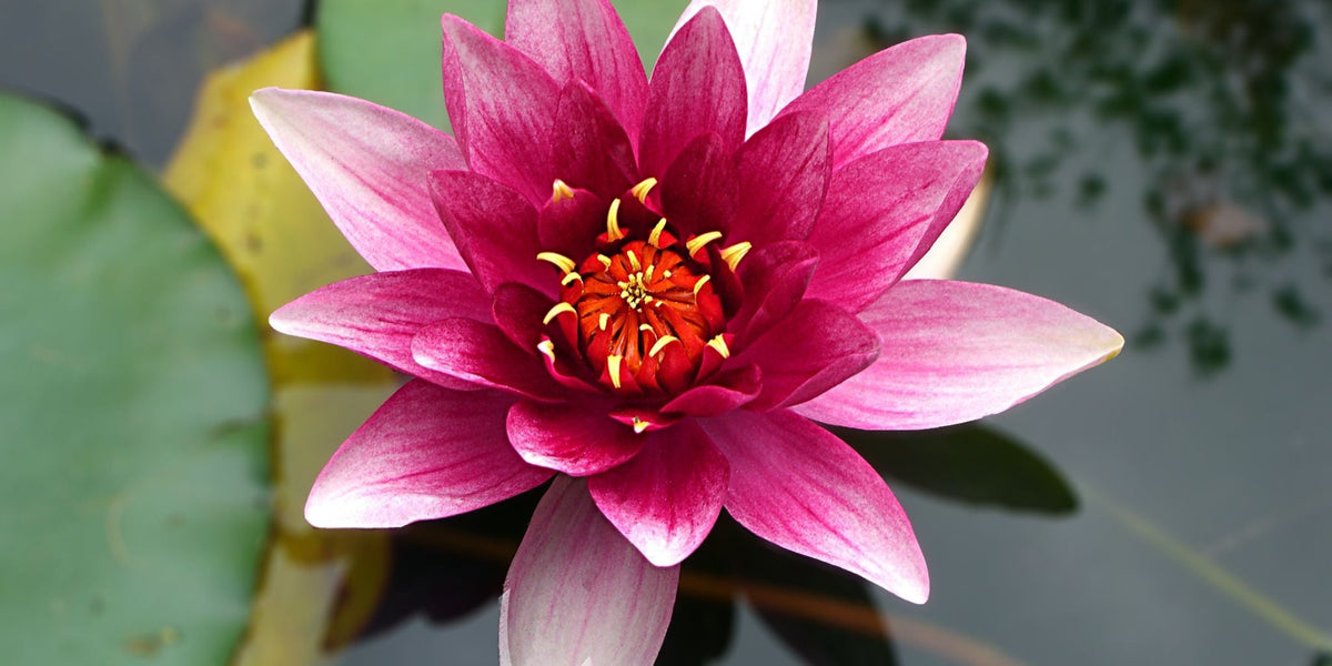 Lotus Flower Meaning: Colours and Spiritual Symbolism