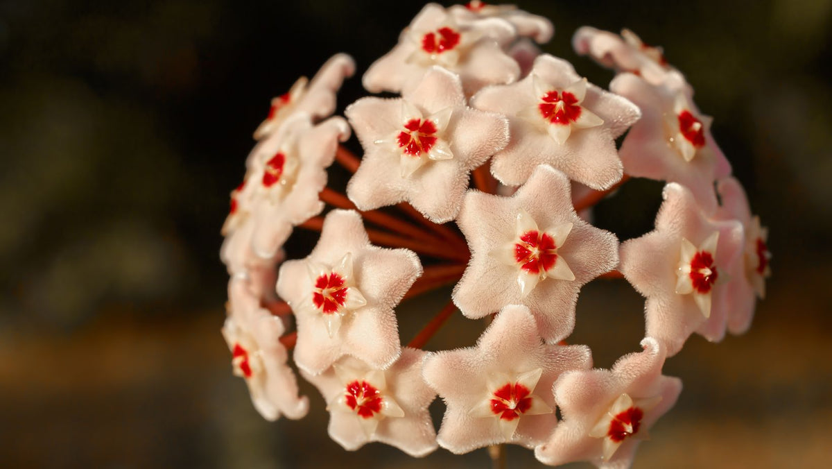 Discover the Elegance of Wax Flower