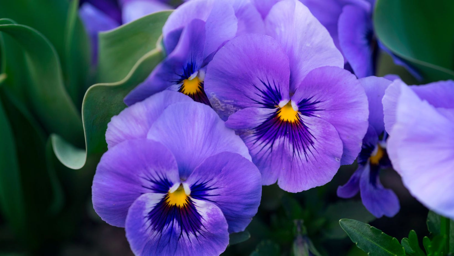El significado de las violetas y cuándo regalarlas - Persa Flores