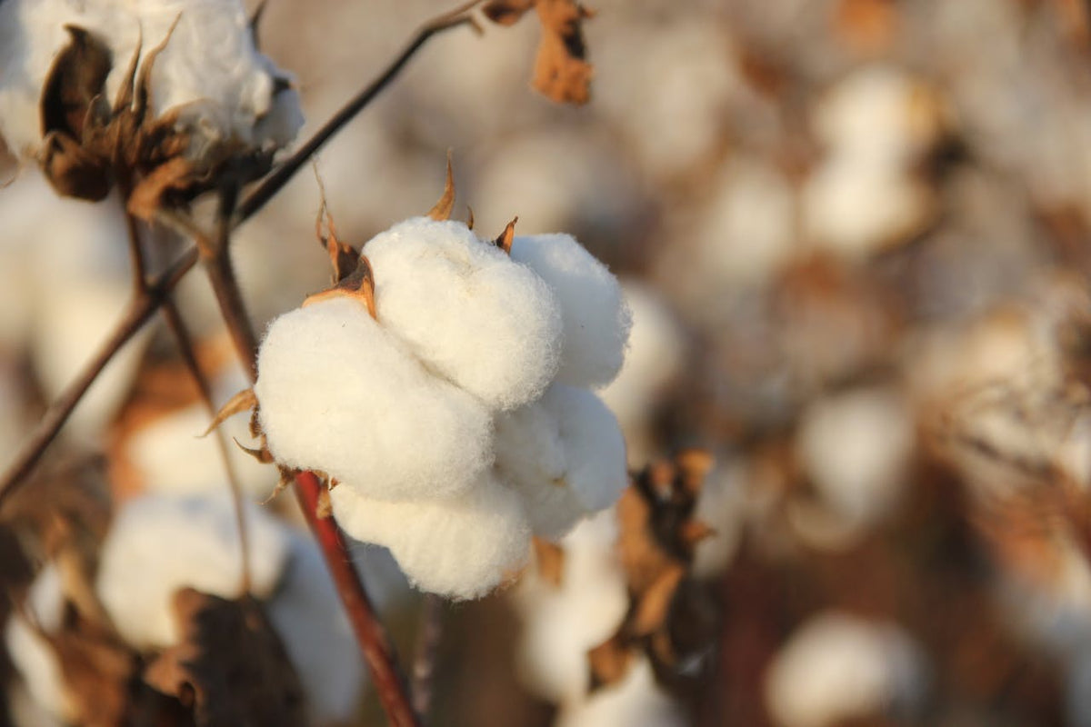 Cotton Flower: Meaning, Uses and Décor Ideas