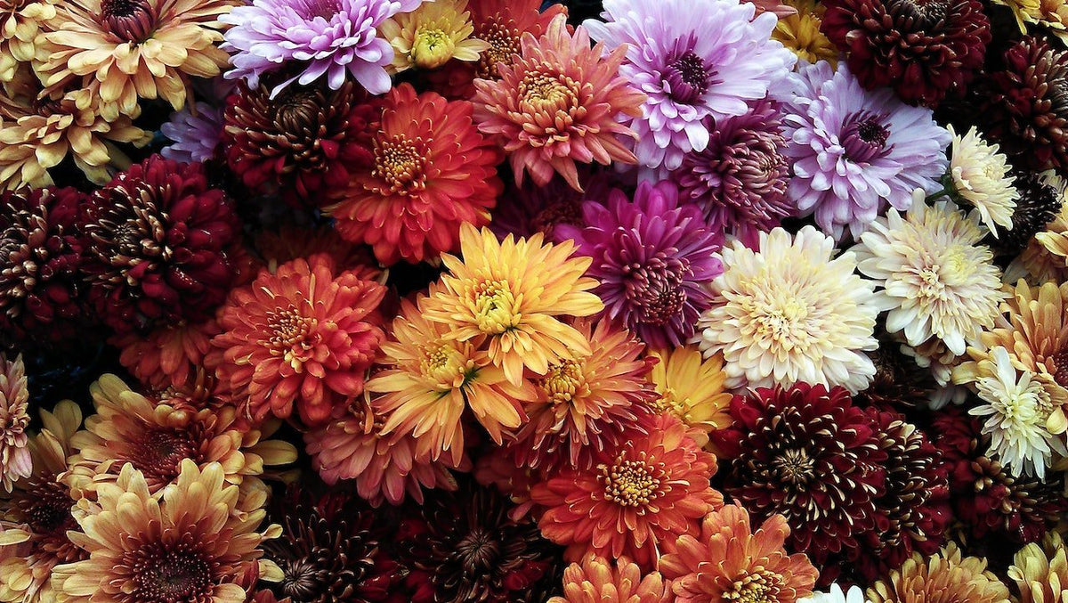 Autumn Flowers: A Celebration of Seasonal Beauty