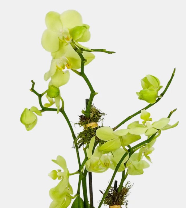 The Ultimate Guide: How to Buy the Best Orchid Classes Online