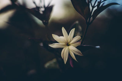 La dama de noche: cómo cuidar de esta flor