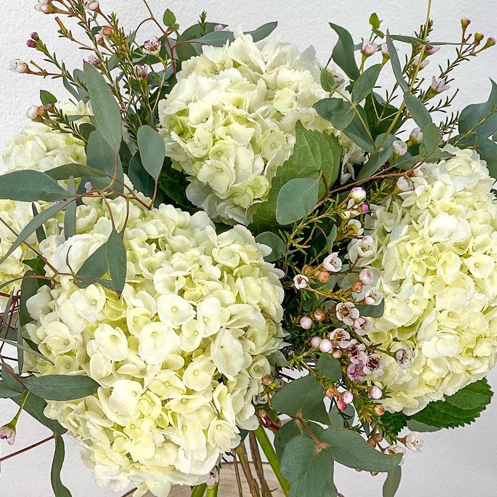 Hydrangeas in Florist 