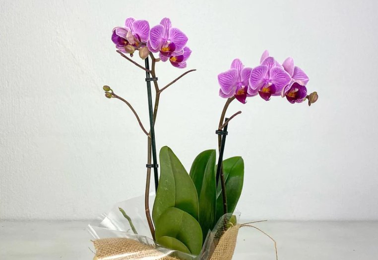 The most beautiful indoor plants with flowers to give as gifts