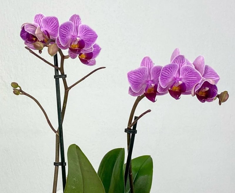 Los mejores consejos: cómo cuidar una orquídea - Persa Flores