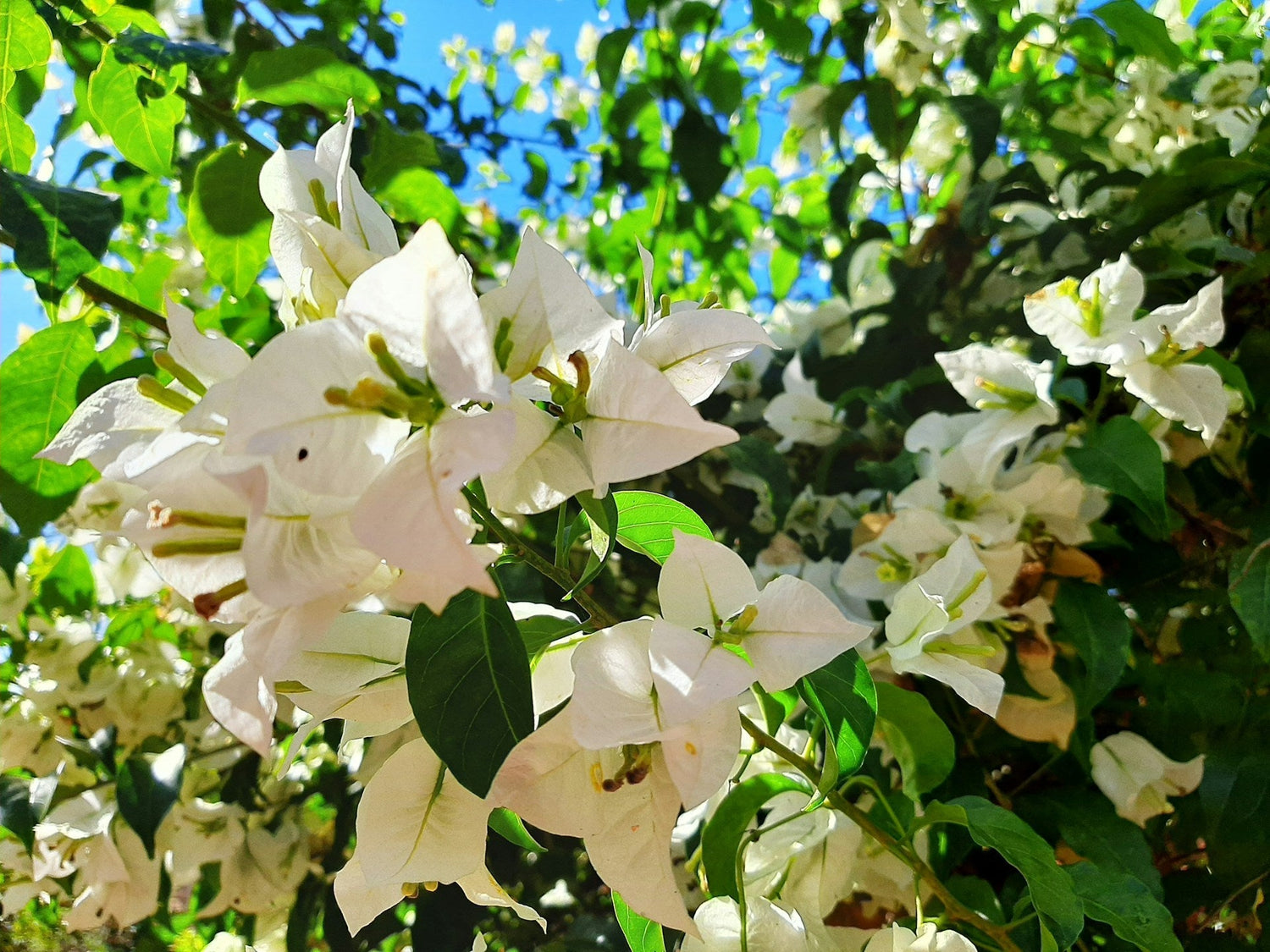 Los narcisos: Belleza, Simbolismo y Curiosidades - Persa Flores