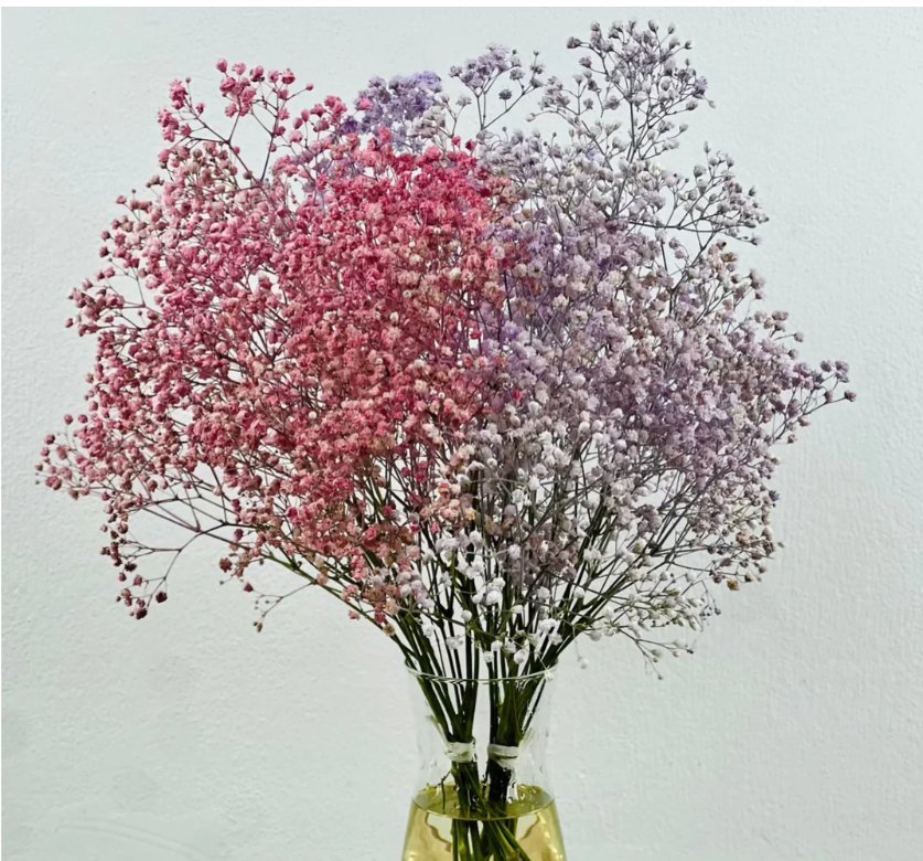 Paniculata for wedding: why it is a beautiful option