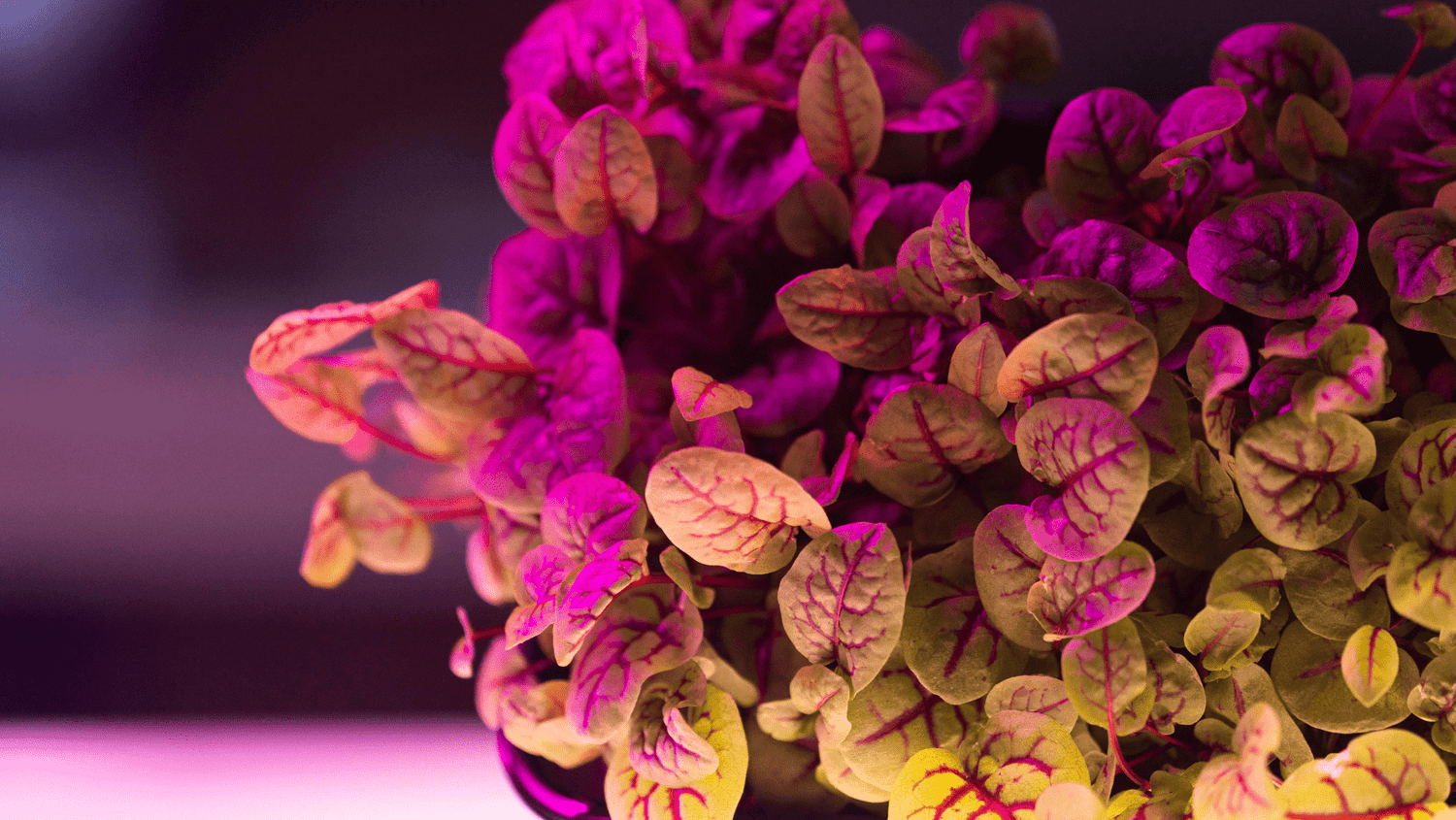 Plantas raras y bonitas que transformarán tu hogar - Persa Flores