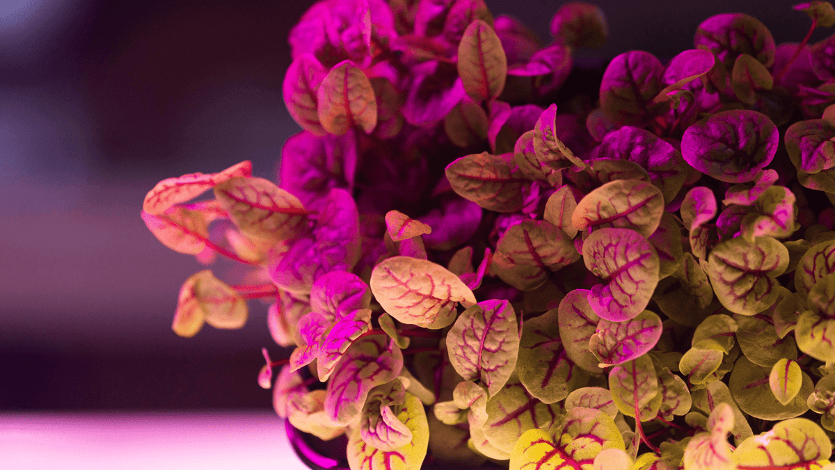 Rare and beautiful plants that will transform your home