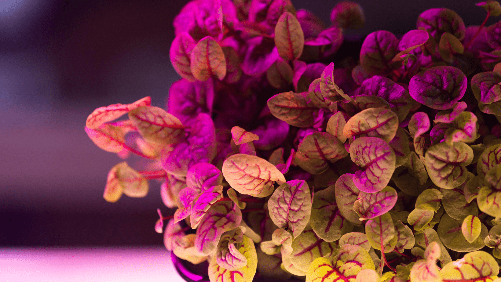 Plantas raras y bonitas que transformarán tu hogar - Persa Flores