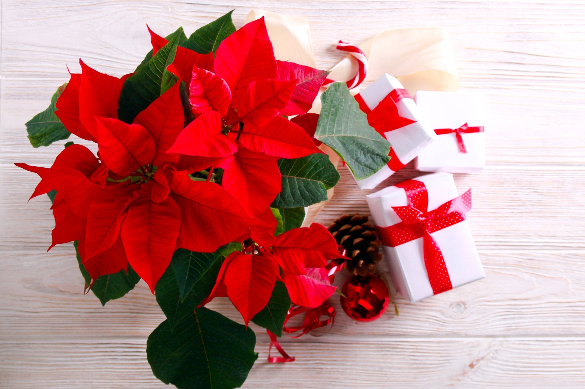 ¿Por qué regalar la flor de pascua en Navidad? - Persa Flores
