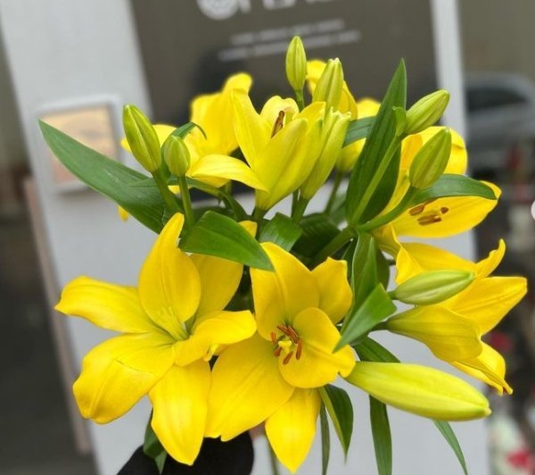 Por Qué Regalar un Ramo de Lirios - Persa Flores