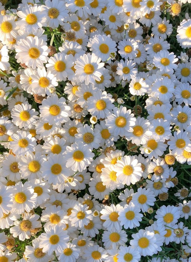 Daisy Bridal Bouquet: Elegance and Simplicity for Your Big Day