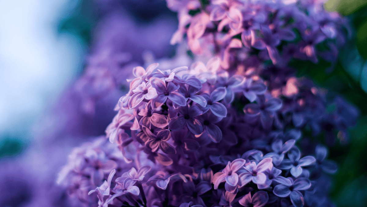 Purple Roses: Meaning and When to Give Them