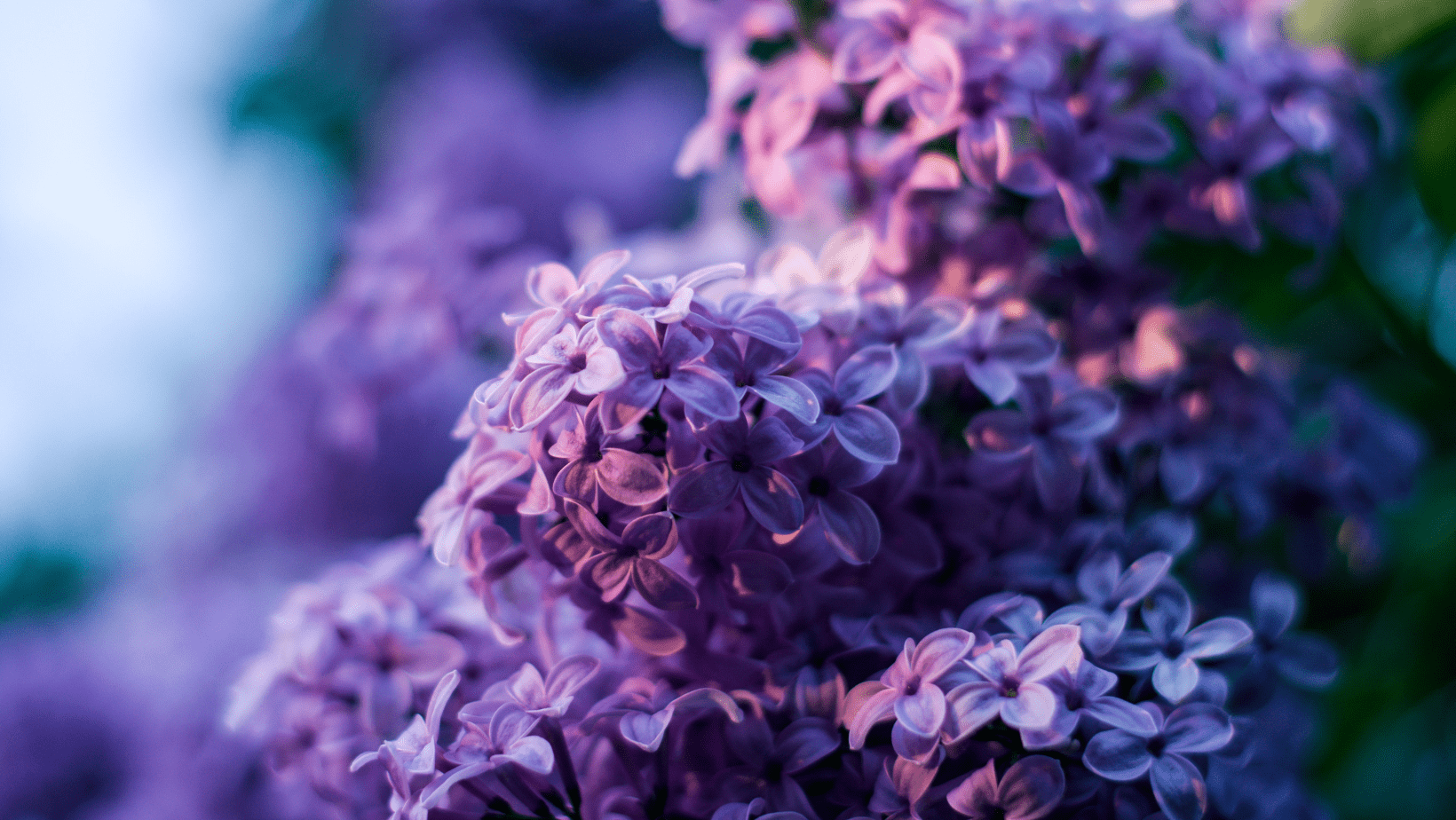 Rosas Moradas Significado: Un Regalo lleno de Encanto y Misterio - Persa Flores