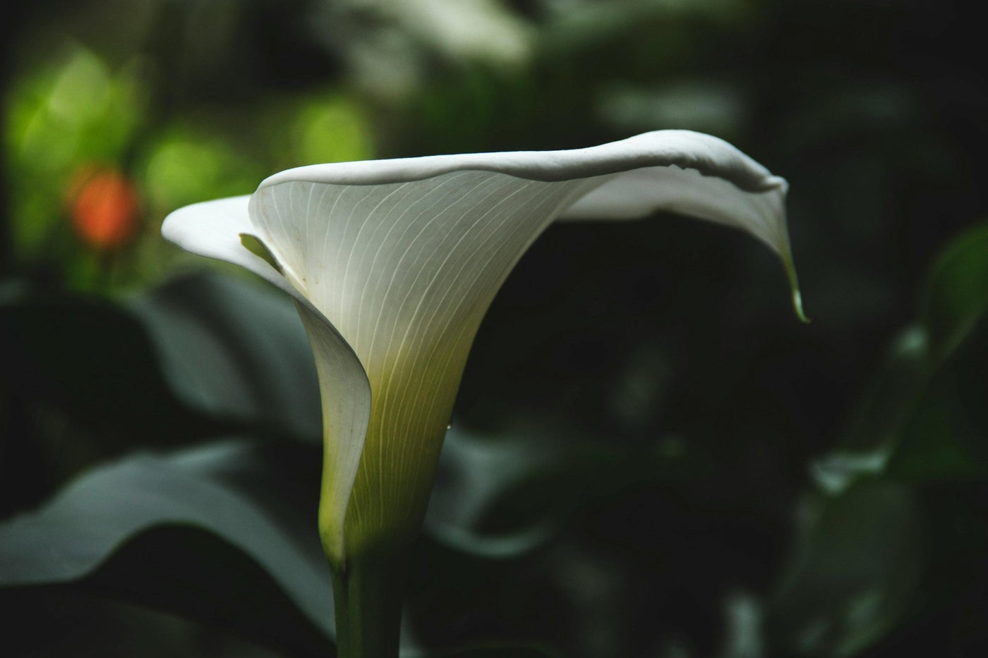 Tener una cala dentro de casa - Persa Flores