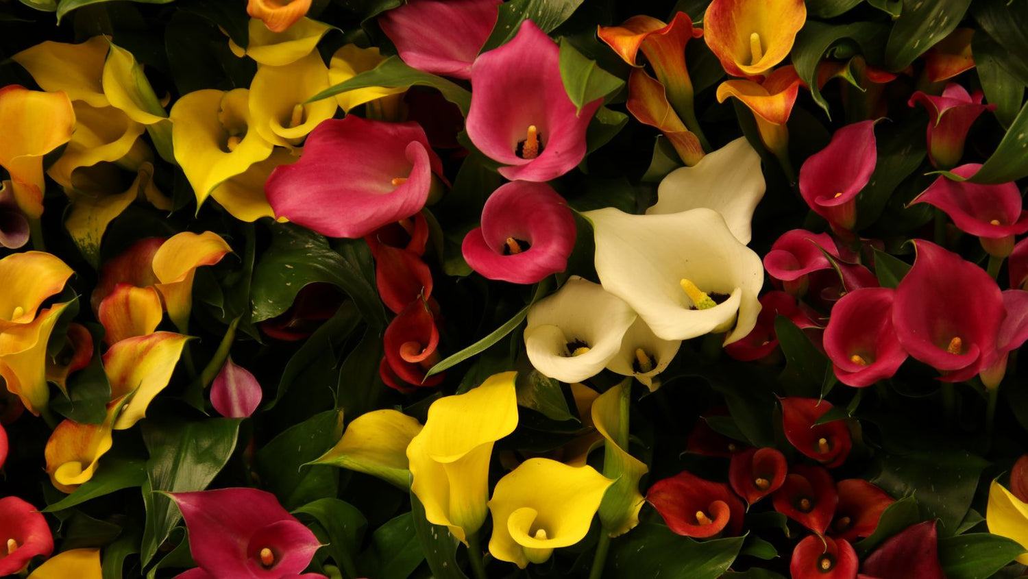 Todo lo que necesitas saber sobre la cala - Persa Flores
