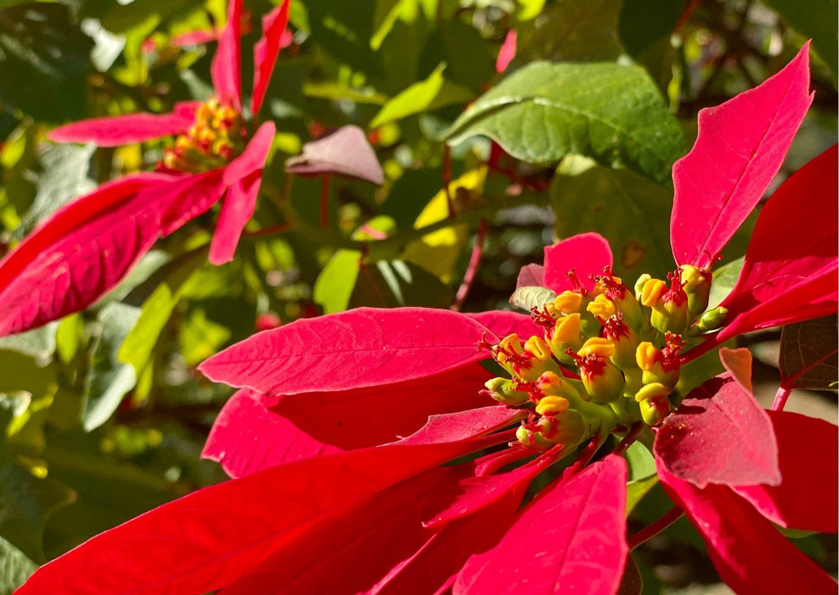 Top 10 Flowers to Give for Christmas: Find the Perfect Gift