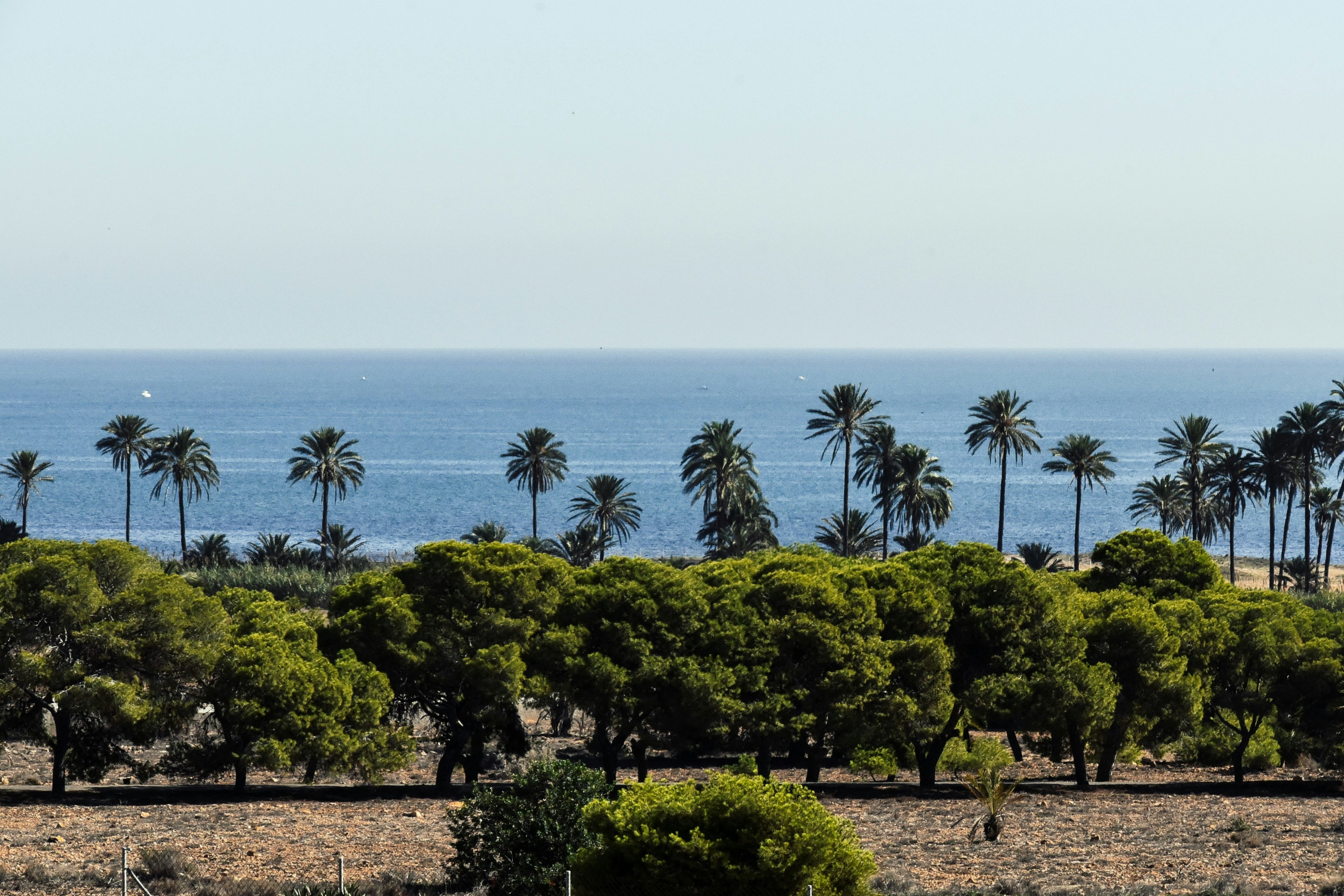 Envío de Flores a Domicilio en Alicante