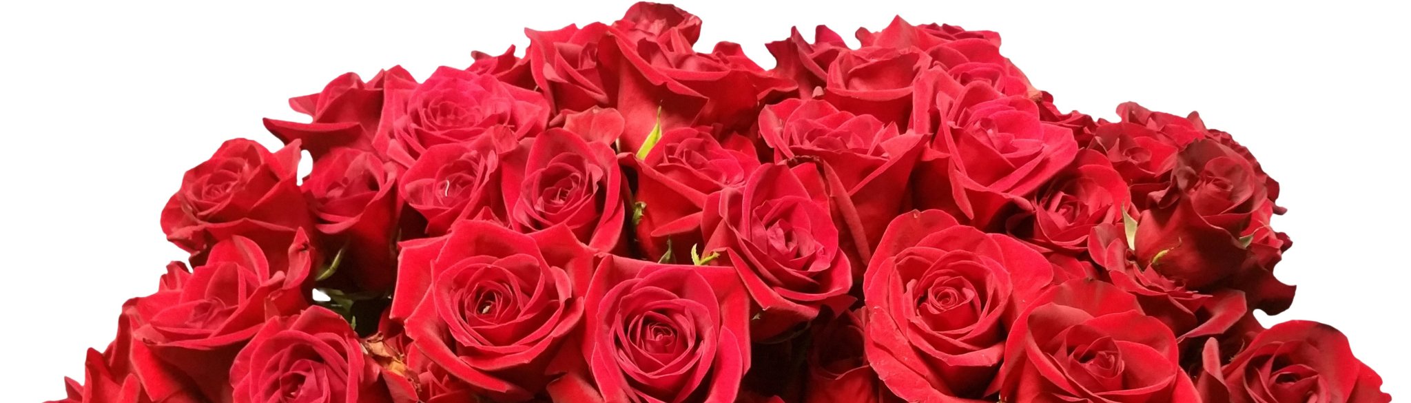 Flores de Amor - Expresa Tus Sentimientos - Persa Flores