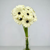 Gerbera Blanca - Persa Flores