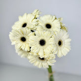Gerbera Blanca - Persa Flores