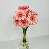 Gerbera Rosa - Persa Flores