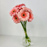 Gerbera  Rosa - Persa Flores