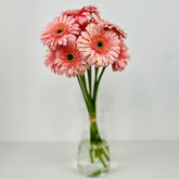 Gerbera  Rosa - Persa Flores