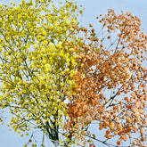 Panicualta amarilla y salmón