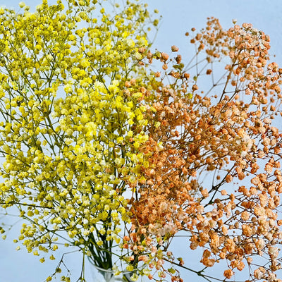 Panicualta amarilla y salmón