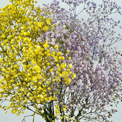 Paniculata amarilla y lavanda