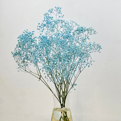 Paniculata azul