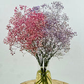 Paniculata rosa lavanda