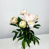 peonia blanca