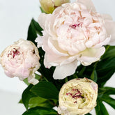 Peonia blanca