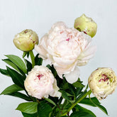 peonia blanca
