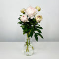 peonia blanca