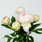 peonia blanca