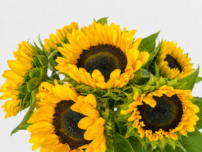 Primer plano de girasoles amarillos con centros oscuros y hojas verdes sobre fondo neutro.