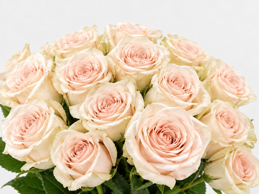 Primer plano de rosas de color rosa pálido con pétalos crema sobre fondo neutro.