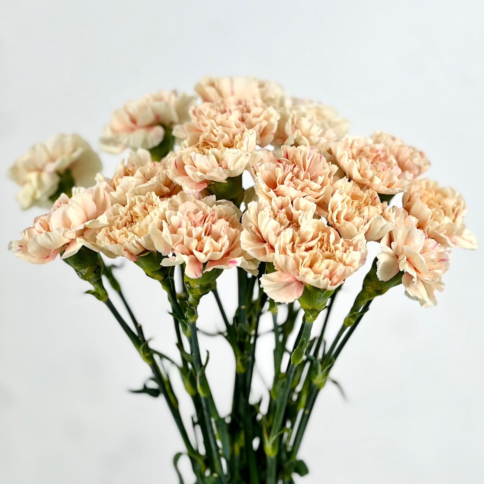 Colored Carnations