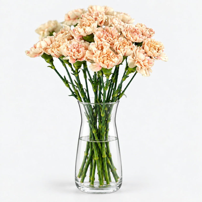 Claveles de Colores - Persa Flores