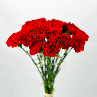 clavel rojo